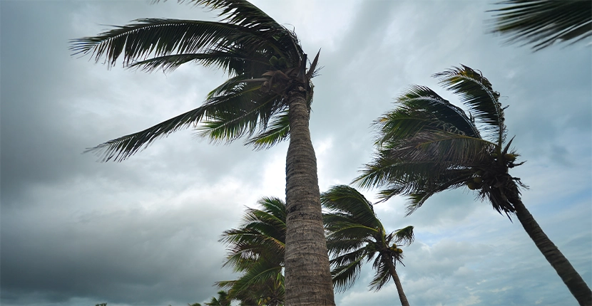 Palm trees blowing in hurricane type winds