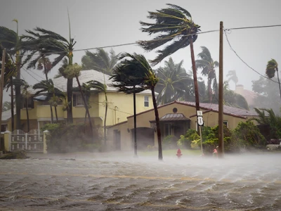 Hurricane blowing palm trees in front of 3 houses